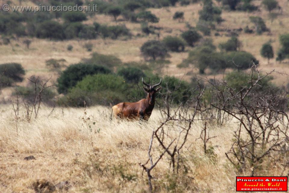 Ethiopia - Netch Sar Park - 74 - Swaynes Hartebeest.jpg